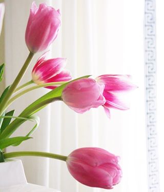 I am having a, pinch me moment over here! 🙈 Go over to @smpliving to see our home tour! #DIY #craneconcept #smpliving #stylemepretty #smp #tulips #spring #greekkey