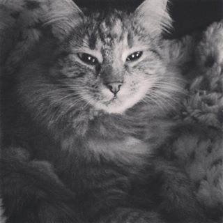 Camo kitty! 🐱 #wheresthekitty #missmillie